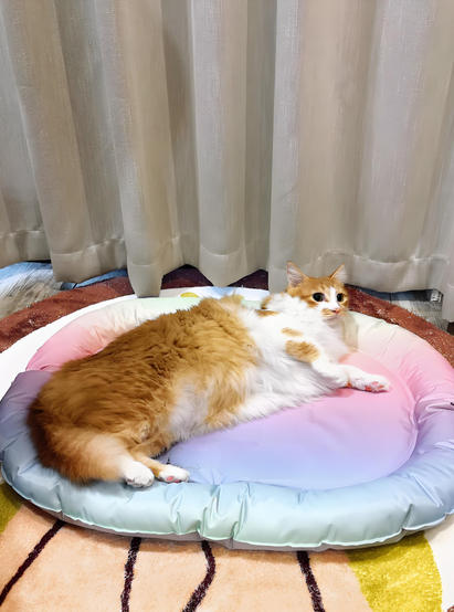 寵物電熱毯方案開發